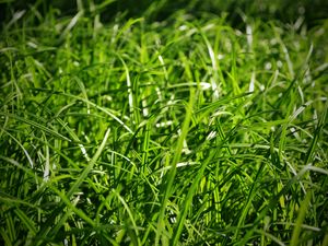 Preview wallpaper grass, close-up, green