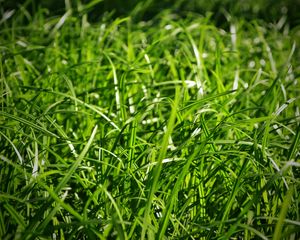 Preview wallpaper grass, close-up, green