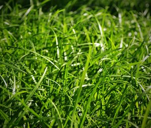 Preview wallpaper grass, close-up, green