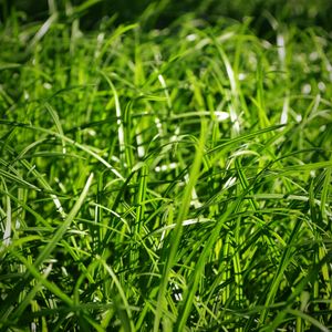 Preview wallpaper grass, close-up, green