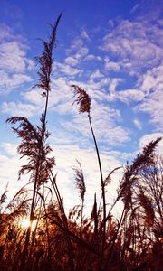 Preview wallpaper grass, clouds, stems