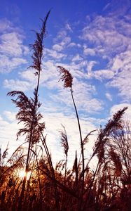 Preview wallpaper grass, clouds, stems