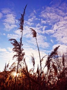 Preview wallpaper grass, clouds, stems