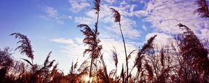 Preview wallpaper grass, clouds, stems