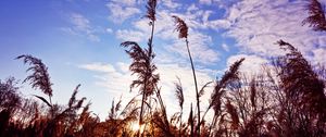 Preview wallpaper grass, clouds, stems