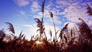 Preview wallpaper grass, clouds, stems