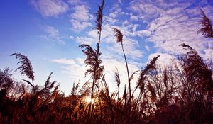 Preview wallpaper grass, clouds, stems