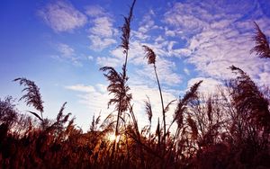 Preview wallpaper grass, clouds, stems