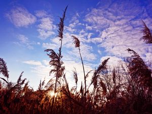 Preview wallpaper grass, clouds, stems