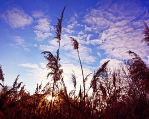 Preview wallpaper grass, clouds, stems