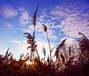 Preview wallpaper grass, clouds, stems