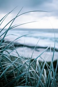 Preview wallpaper grass, coast, sea, vegetation, greens