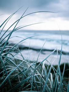 Preview wallpaper grass, coast, sea, vegetation, greens