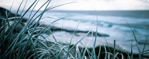 Preview wallpaper grass, coast, sea, vegetation, greens