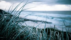 Preview wallpaper grass, coast, sea, vegetation, greens