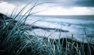 Preview wallpaper grass, coast, sea, vegetation, greens