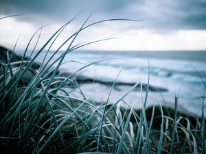 Preview wallpaper grass, coast, sea, vegetation, greens