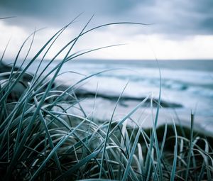 Preview wallpaper grass, coast, sea, vegetation, greens