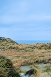 Preview wallpaper grass, coast, sea, view