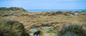 Preview wallpaper grass, coast, sea, view