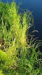 Preview wallpaper grass, coast, surface, water