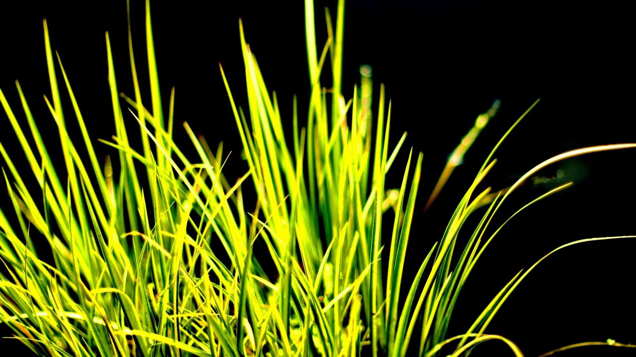 Wallpaper grass, contrast, white, dark