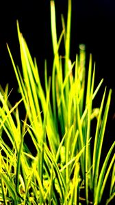 Preview wallpaper grass, contrast, white, dark