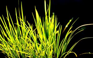 Preview wallpaper grass, contrast, white, dark