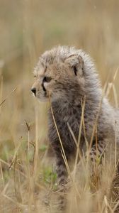 Preview wallpaper grass, cub, cheetah, tail, kitten