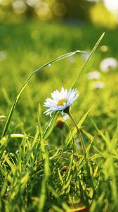 Preview wallpaper grass, daisy, flower, field