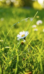 Preview wallpaper grass, daisy, flower, field