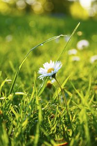 Preview wallpaper grass, daisy, flower, field