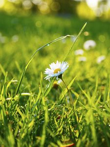 Preview wallpaper grass, daisy, flower, field