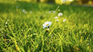 Preview wallpaper grass, daisy, flower, field