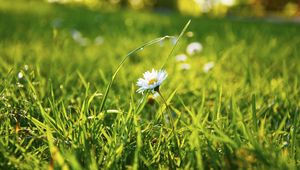 Preview wallpaper grass, daisy, flower, field