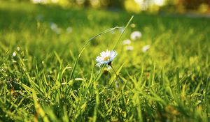 Preview wallpaper grass, daisy, flower, field