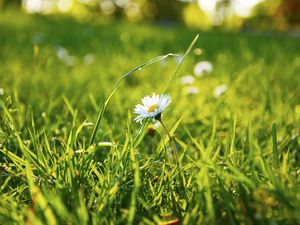 Preview wallpaper grass, daisy, flower, field