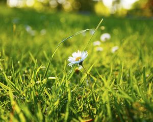 Preview wallpaper grass, daisy, flower, field