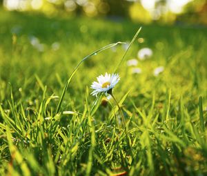 Preview wallpaper grass, daisy, flower, field