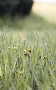 Preview wallpaper grass, dandelions, flowers, blur, green