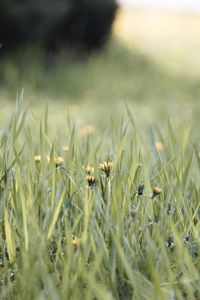 Preview wallpaper grass, dandelions, flowers, blur, green