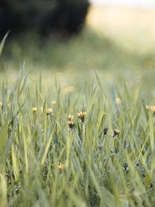 Preview wallpaper grass, dandelions, flowers, blur, green