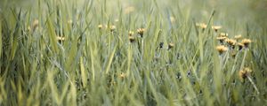 Preview wallpaper grass, dandelions, flowers, blur, green