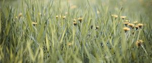 Preview wallpaper grass, dandelions, flowers, blur, green