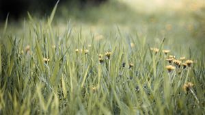 Preview wallpaper grass, dandelions, flowers, blur, green
