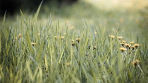 Preview wallpaper grass, dandelions, flowers, blur, green