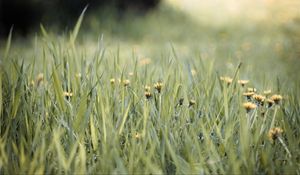 Preview wallpaper grass, dandelions, flowers, blur, green