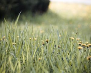 Preview wallpaper grass, dandelions, flowers, blur, green