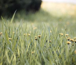 Preview wallpaper grass, dandelions, flowers, blur, green