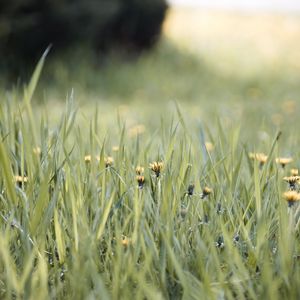 Preview wallpaper grass, dandelions, flowers, blur, green